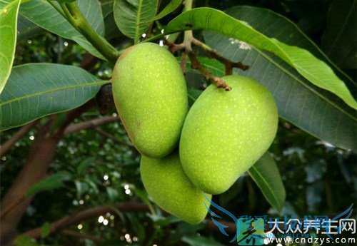 ��Ѫѹ�ܳ���â����