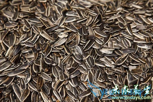 ���ھ�����������ʳ��(6)