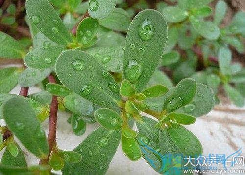 ��Ҫ�������� ����ʳ����8��ʳ����Բ�����  (4)