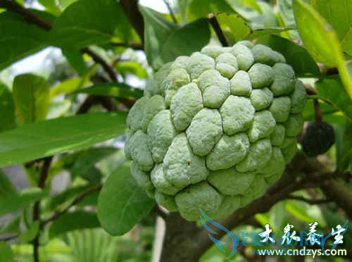 �и��ܳ�������