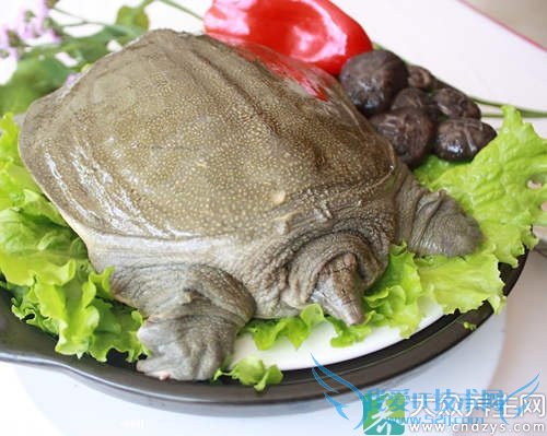 �����ܳԼ�����