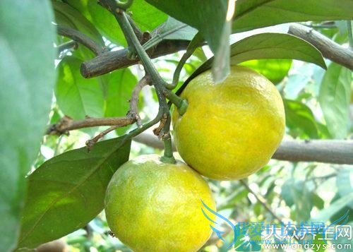 �����ڿ��Գ�������