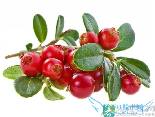 �������ܳ���Խݮ