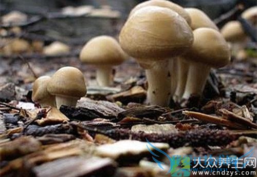 ��Ѫѹ�ܳ�Ģ����