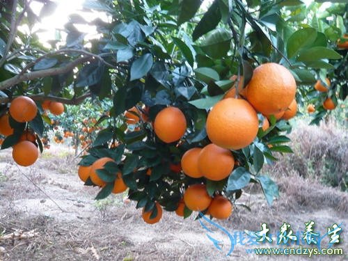 6��ʳ�� �Գ�Ů�ˡ�ˮ�������۾� (4)