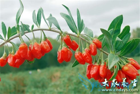 7��ʳ�ﲻ�������(1)