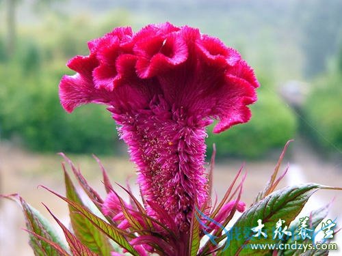 �����ʻ��θ��Ʋ�����Ч  (1)