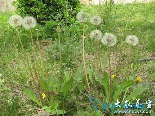 �����ʻ��θ��Ʋ�����Ч  (2)