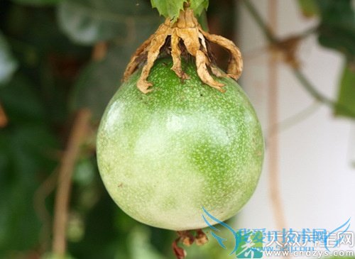 �����ܳ԰������