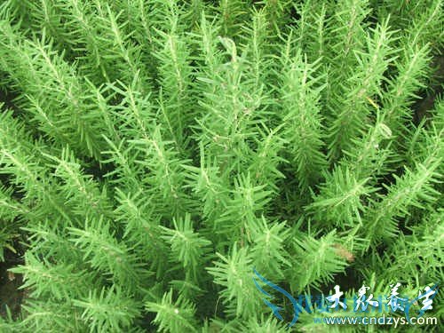 Ů����7����ζ����Ч(7)