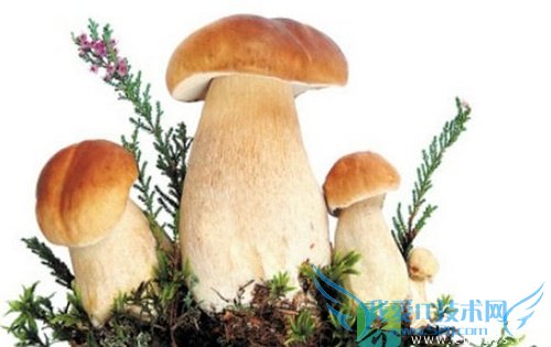 Ƥ�������ܳ�з�ȹ���