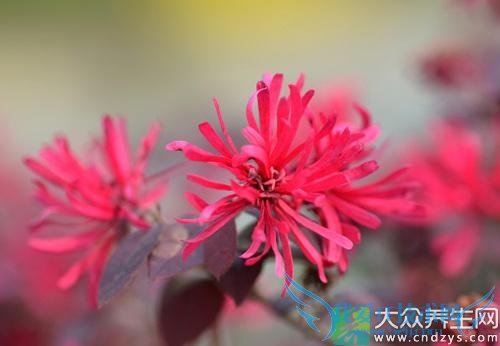 �����ܳԺ컨��