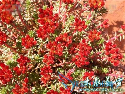 ʮ󾭵俹˥ҩ󹫿(3)