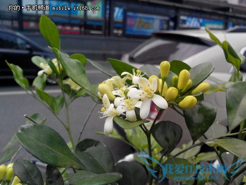 ▲富可视M310实拍样张,点击放大