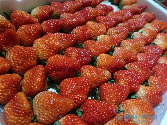 Xperia Z5 Ԫذ32GB ͼ