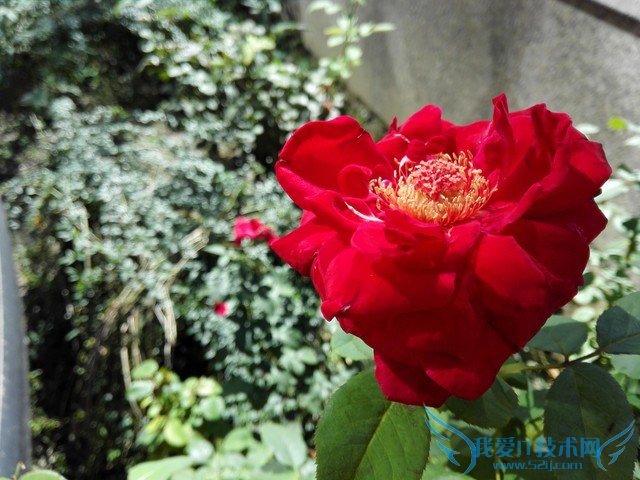 6寸大屏指纹识别全金属华为Mate7评测