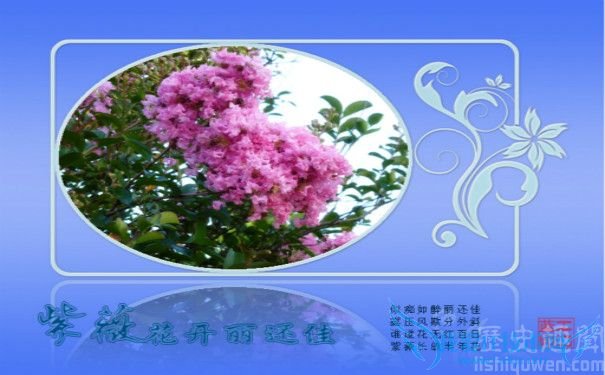 ×ÏÞ±»¨¶ÅÄÁ ×ÏÞ±»¨¶ÅÄÁ