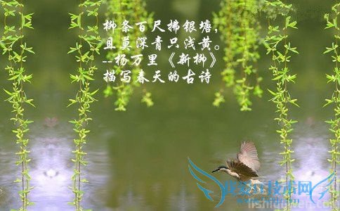 《新柳》配画图 《新柳》配画图