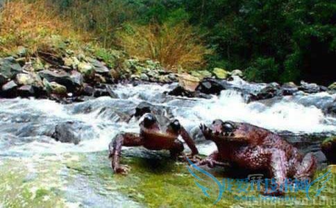 武夷山首次捕获“角怪” 武夷山首次捕获“角怪”