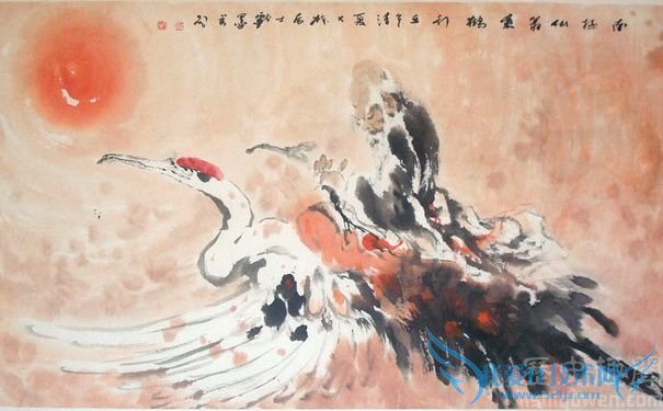 南极仙翁画像 南极仙翁画像