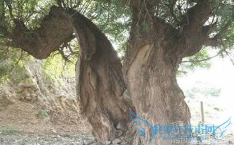 大树被劈开 大树被劈开