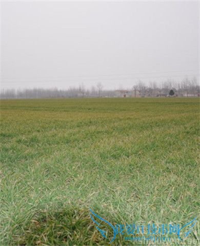 邱清泉的简介 邱清泉是怎么死的 邱清泉的简介 邱清泉是怎么死的