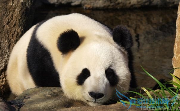 世界最老的圈养大熊猫“美美” 世界最老的圈养大熊猫“美美”