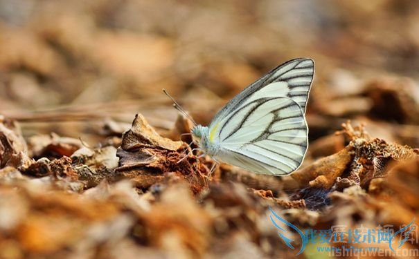 我国澄清一飞蛾引发的历史错案 我国澄清一飞蛾引发的历史错案