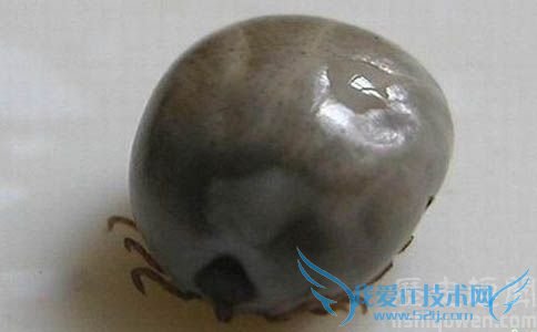 河南蜱虫中毒事件共造成18例死亡 河南蜱虫中毒事件共造成18例死亡