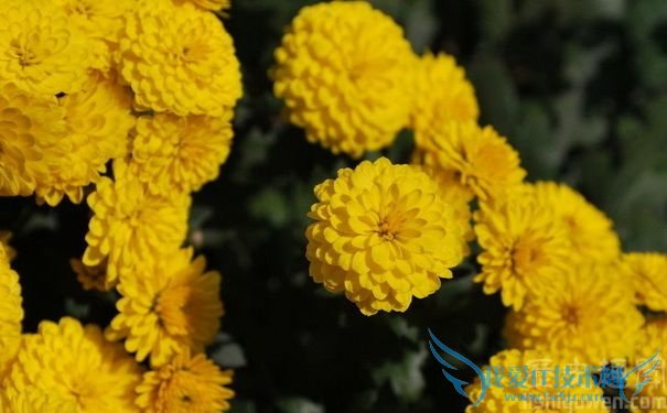 陈毅是如何读书下棋的 陈毅的诗词欣赏 陈毅是如何读书下棋的 陈毅的诗词欣赏