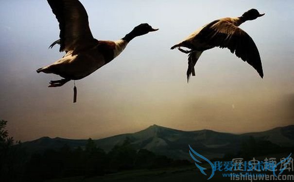 《雁丘词》插图