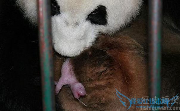 大熊猫莉莉诞下双胞胎 大熊猫莉莉诞下双胞胎
