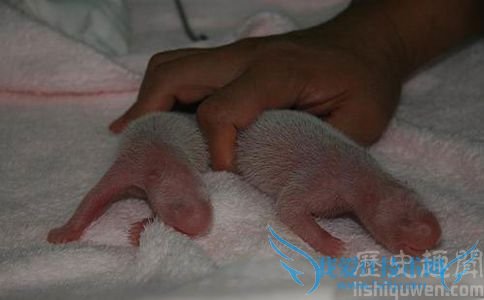 大熊猫莉莉诞下双胞胎 大熊猫莉莉诞下双胞胎