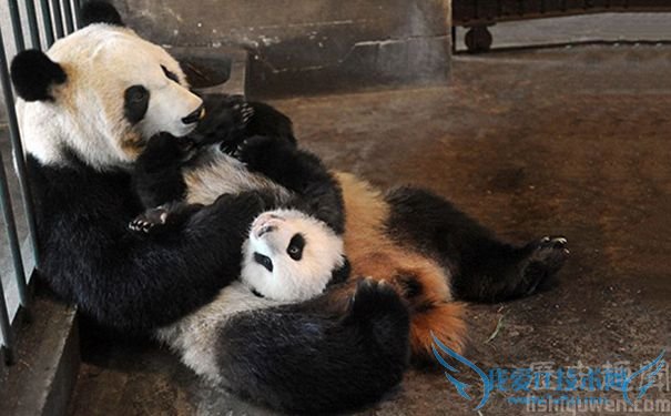 大熊猫莉莉诞下双胞胎 大熊猫莉莉诞下双胞胎