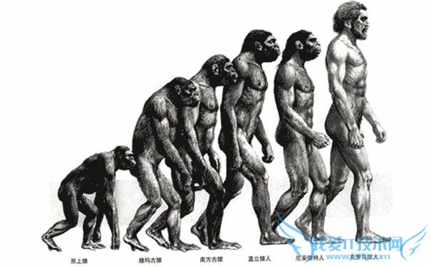 人类进化示意图 人类进化示意图