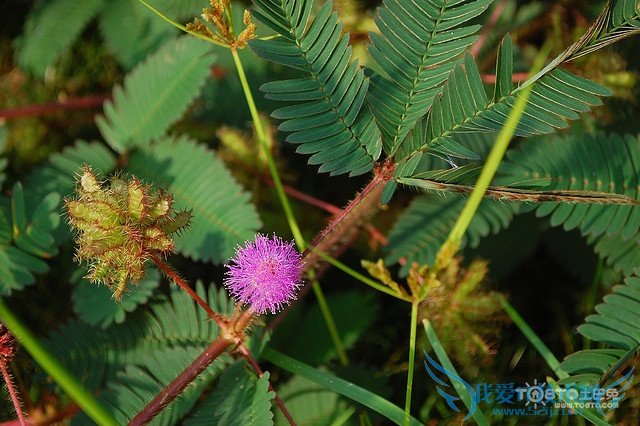 ߲ΪʲôẦ ߲ݻẦߵԭ