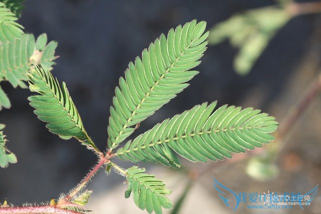 ߲ΪʲôẦ ߲ݻẦߵԭ