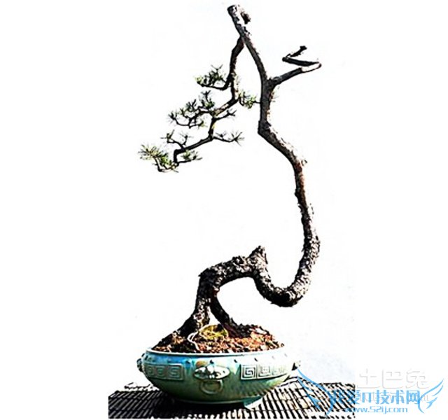 黑骨茶盆景图片