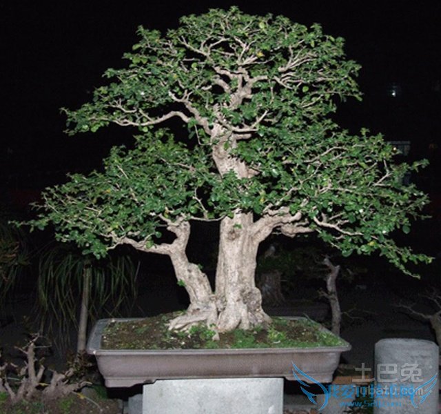 黑骨茶盆景图片