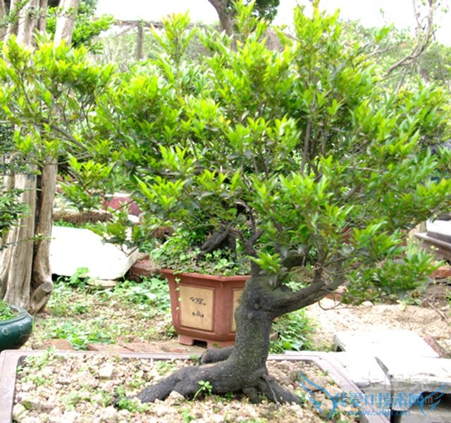 黑骨茶盆景图片