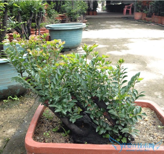 黑骨茶盆景图片