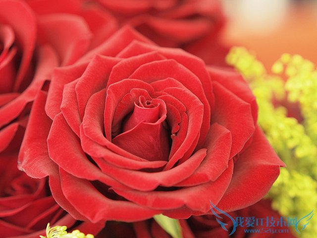 õ廨ȫ ɫõ廨ȫ(ǿ)