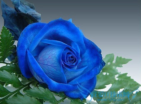 õ廨ȫ ɫõ廨ȫ(ǿ)