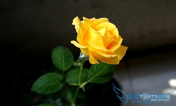 õ廨ȫ ɫõ廨ȫ(ǿ)