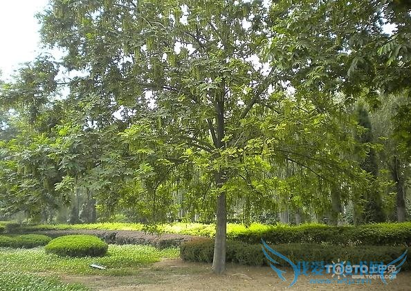 摇钱树的养殖方法 摇钱树的养殖方法