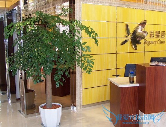 摇钱树的养殖方法 摇钱树的养殖方法