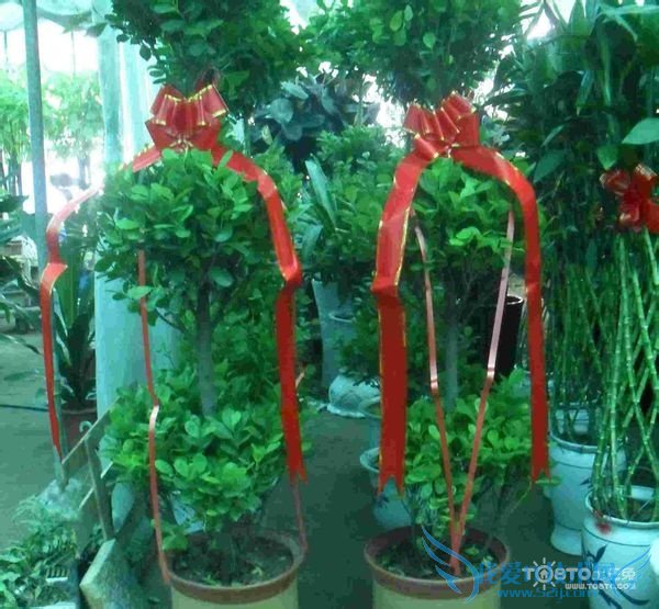 摇钱树的养殖方法 摇钱树的养殖方法