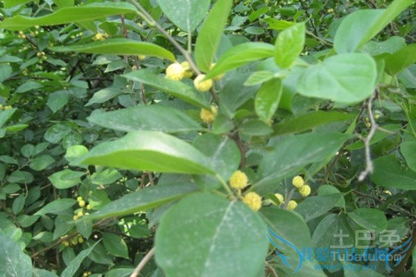 柘树药用价值 柘树药用价值