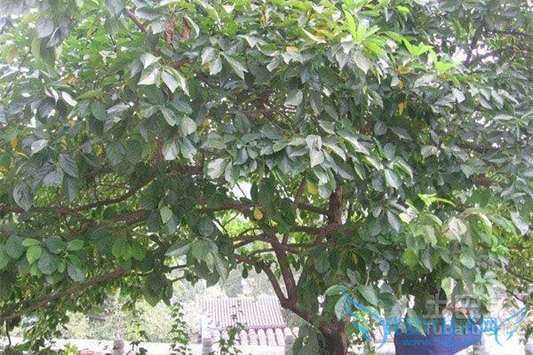 柘树药用价值 柘树药用价值