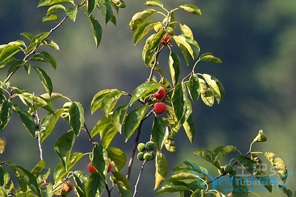 柘树药用价值 柘树药用价值